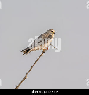 Un jeune Black-shouldered Kite perché dans un arbre mort dans la savane namibienne Banque D'Images