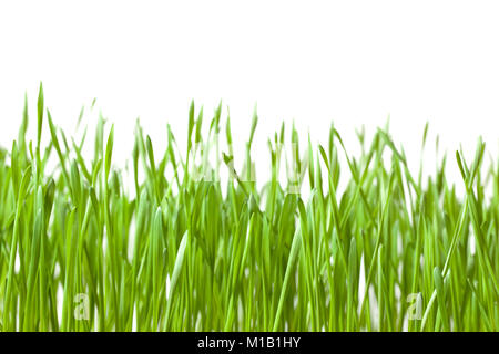 Fond d'herbe verte Banque D'Images