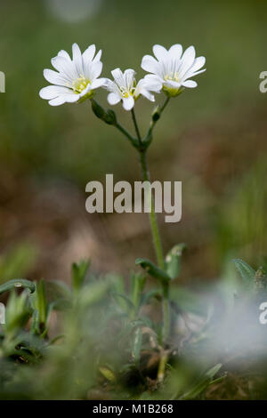 Cerastium arvense ssp. Arvense,Acker-Hornkraut,champ stellaire Banque D'Images