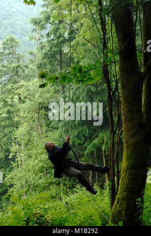 Tony sonnerie Cross grimpe dans un arbre pour récupérer un cerf-volant rouge nichée pour sonner et le marquage, le Pays de Galles, Royaume-Uni. Banque D'Images