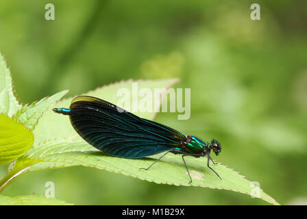 Calopteryx virgo, Belle Demoiselle libellule, Pays de Galles, Royaume-Uni. Banque D'Images