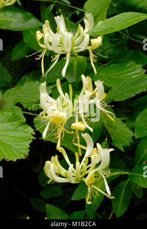 Fleurs de Chèvrefeuille Lonicera periclymenum, Pays de Galles, Royaume-Uni. Banque D'Images