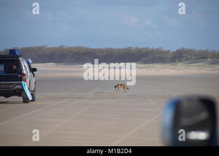 Dingo sur plage de l'île Fraser Banque D'Images