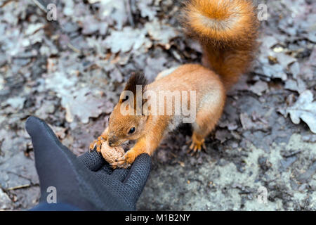 Close up d'adultes l'alimentation à la main dans la forêt d'écureuil Banque D'Images