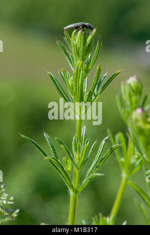 Le Galium aparine, Kletten-Labkraut,gaillet, Clivers Goose-Grass, Banque D'Images