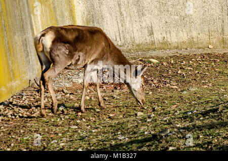 Chevreuil femelle, Hind ou Capreolus capreolus promenade dans un parc, Sofia, Bulgarie Banque D'Images