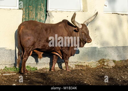 African brown bull Watusi Ankole watusi Bos taurus, ou Longhorn Ankole reste au soleil, Sofia, Bulgarie Banque D'Images