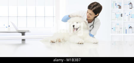 L'examen vétérinaire vétérinaire vérifie les oreilles de chien chien sur la table en clinique vétérinaire Banque D'Images