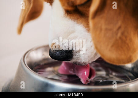 Chien Beagle de l'eau potable de près. Chien Beagle close up. Banque D'Images