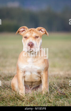 Fosse de travail / American Bulldog Bully puppy sitting Banque D'Images