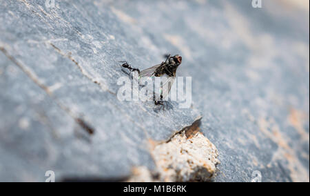 Fourmis transportant une mouche morte à leur nid pour l'hiver Banque D'Images
