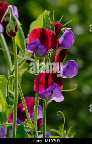 Lathyrus odoratus, Pois, 'Matucana' Banque D'Images