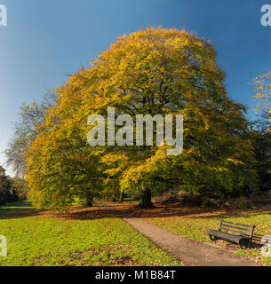 Banc à côté d'un chemin à travers les arbres dans les jardins botaniques de Bath, Somerset, Royaume-Uni Banque D'Images