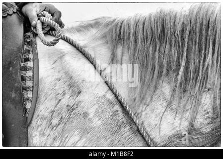 Gros plan d'une crinière chevaux camarguais et corde rênes et rider (Equus caballus), près de Saintes Maries-de-la-Mer, Camargue, France, Europe Banque D'Images