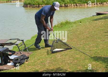 Un homme l'atterrissage un miroir carpe (Cyprinus carpio) sur une banque d'herbe Banque D'Images