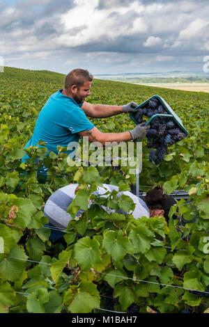 Hyères, France - 10 septembre 2017 : Moisson de Pinot Noir dans la région de Champagne avec hidden travailleuse et travailleur masculin avec panier de grap Banque D'Images