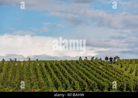 Verzy, France - le 9 septembre 2017 : La récolte du raisin dans la région de champagne avec des gens des pinot noir et chardonnay dans les vignes un Banque D'Images