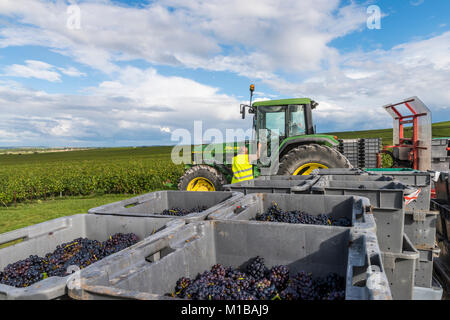 Verzy, France - le 9 septembre 2017 : La récolte du raisin dans la région de champagne avec tracteur vert avec red Panier chargé avec des caisses avec le pinot noir g Banque D'Images