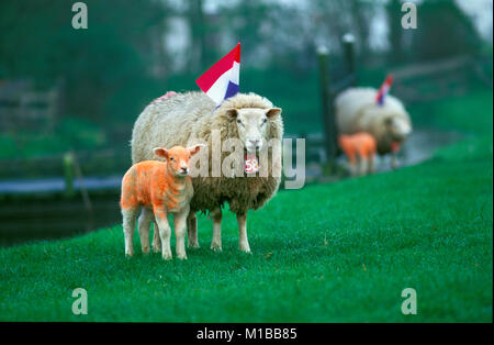 Les Pays-Bas. Marken. Festival annuel Kingsday 27 avril. Les moutons peints en couleur orange, et national pavillon néerlandais. Banque D'Images