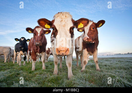 Les Pays-Bas, Nederhorst den Berg. Vaches dans la brume du matin. Banque D'Images