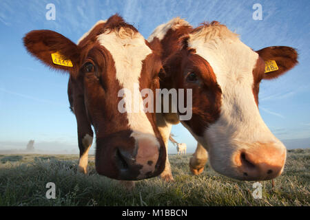 Les Pays-Bas, Nederhorst den Berg. Les vaches. Banque D'Images