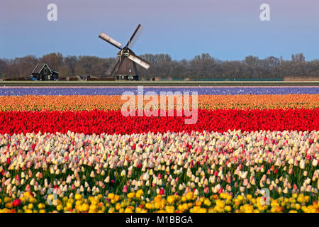 Les Pays-Bas, Burgerbrug, champ de tulipes en face de moulin à vent. Banque D'Images