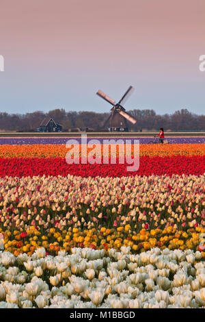 Les Pays-Bas, Burgerbrug, champ de tulipes. Vélo femme en face du moulin. Banque D'Images