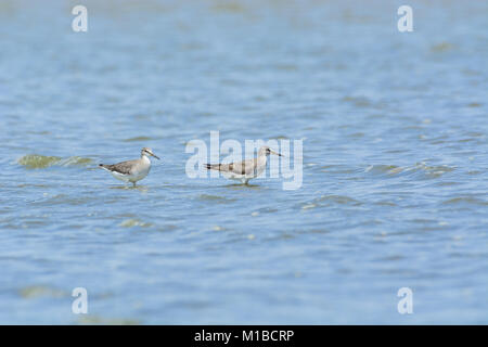 2 gris-tailed Tattler (Tringa brevipes) sur la mer. Banque D'Images