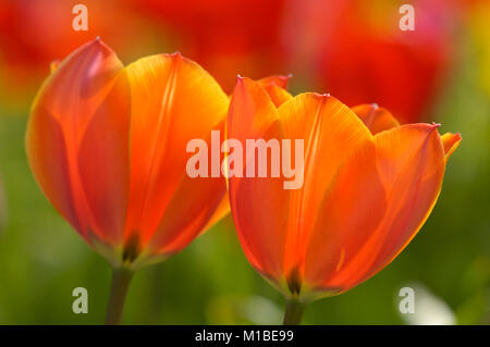 Tulpe - tulipa - tulip Banque D'Images