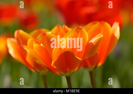 Tulpe - tulipa - tulip Banque D'Images