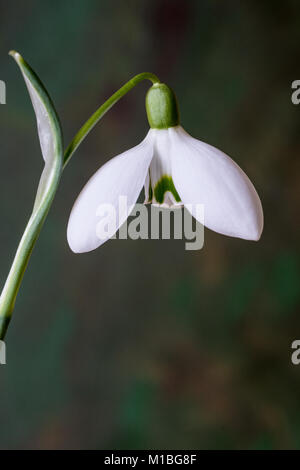 Close up d'une fleur ouverte du seul snowdrop Galanthus Sam Arnott Banque D'Images