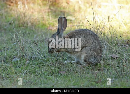 Lapin de garenne (Oryctolagus cuniculus algirus) lave-mâle visage Parque Natural Sierra de Andujar, Jean, Espagne Janvier Banque D'Images