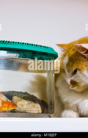 Chat blanc et rouge se tourne avec une grande curiosité les poissons rouges dans l'aquarium à la maison Banque D'Images