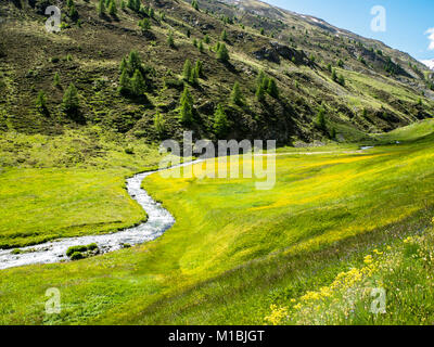 L'Italie, Lombardie, Trepalle, Vallaccia Valley, paysage de montagne en été rivière coule dans la vallée et prairies fleuries avec des montagnes de neige i Banque D'Images