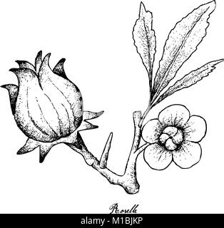 Des fruits, de croquis dessinés à la main, l'illustration des Hibiscus Sabdariffa ou Roselle plante avec des fleurs, feuilles et fruits isolé sur fond blanc. Illustration de Vecteur