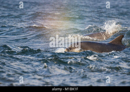 Pod de grands dauphins (Tursiops truncatus) émerge dans le Moray Firth, Chanonry Point, Ecosse, Royaume-Uni Banque D'Images