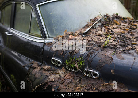 Les feuilles en décomposition sur le capot moteur d'une carcasse de voiture en décomposition classique Banque D'Images