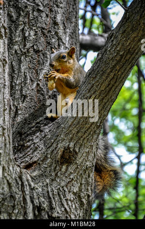 Fox squirrel sitting on tree branch manger une cacahuète Banque D'Images