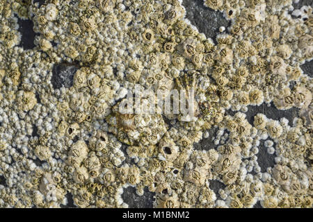 Coquillages sur les rochers Banque D'Images