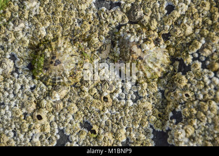 Coquillages sur les rochers Banque D'Images