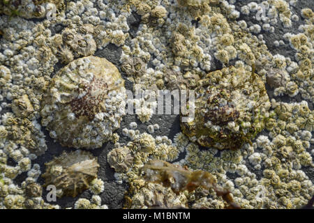 Coquillages sur les rochers Banque D'Images