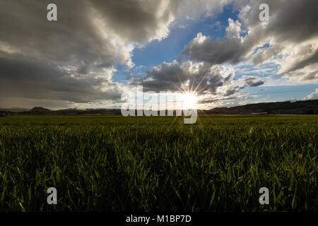 Coucher de soleil derrière un champ de maïs au printemps en Suisse Banque D'Images