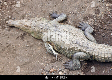 Wild Crocodile (Crocodylus acutus) d'en haut sur la berge près de Herradura en province de Puntarenas, Costa Rica. Banque D'Images