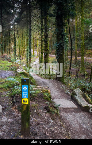 Cardinham Woods à Cornwall - un panneau en bois donnant des directives à la bête de Bodmin Sentier de vélo de montagne dans la région de Cardinham Woods à Bodmin Cornwall. Banque D'Images