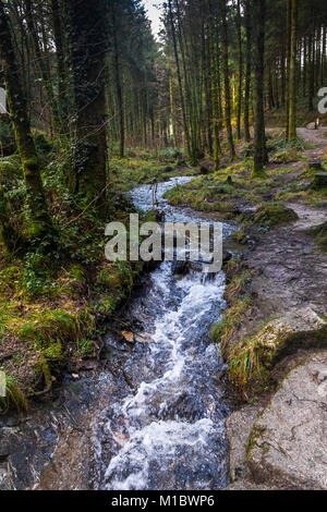 Cardinham Woods à Cornwall - un ruisseau qui coule à travers Cardinham Woods à Bodmin Cornwall. Banque D'Images