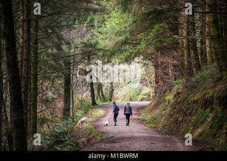 Cardinham Woods à Cornwall - Deux promeneurs de chiens et animaux de marcher le long d'une voie d'exécution par Cardinham Woods à Bodmin Cornwall. Banque D'Images