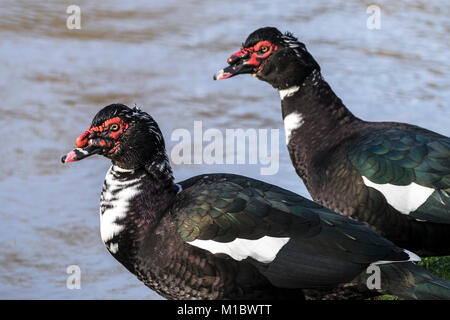 Deux canards de Barbarie Cairina moschata. Banque D'Images