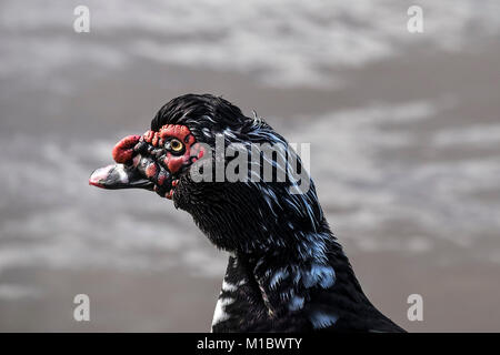 Un canard de Barbarie Cairina moschata. Banque D'Images