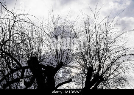 Les branches et les brindilles d'arbres étêtés sillhouetted contre un ciel gris. Banque D'Images