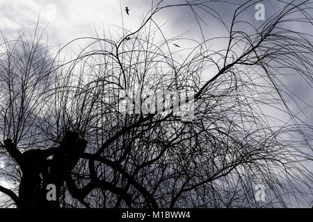 Les branches et les brindilles d'arbres étêtés sillhouetted contre un ciel gris. Banque D'Images